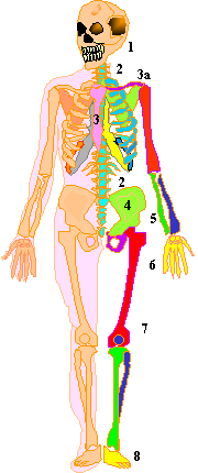 Skeleton
