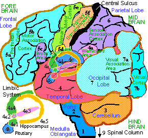 Brain