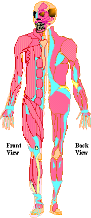 Skeleton