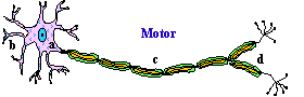 Motor Neuron