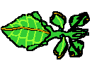 Insect