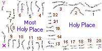 Karyotype