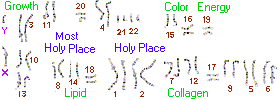 Karyotype